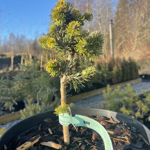 Abies sibirica 'Russian Pearl' - Siberi nulg 'Russian Pearl' 